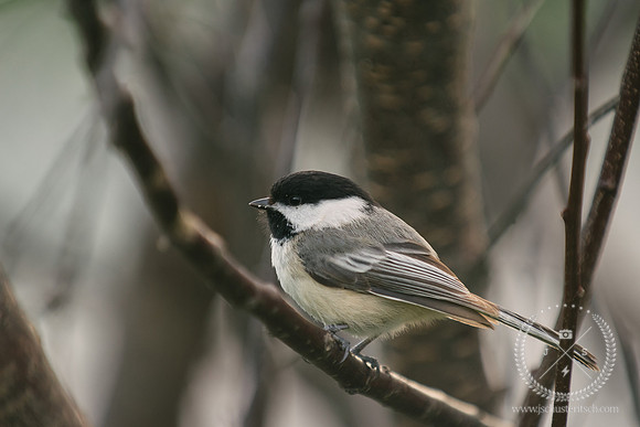 Spring Chickadee