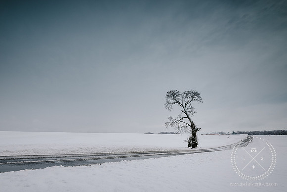 Mattituck Oak after a Winter Storm