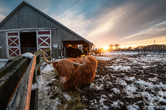 Martha Clara sHETLAND cATTLE