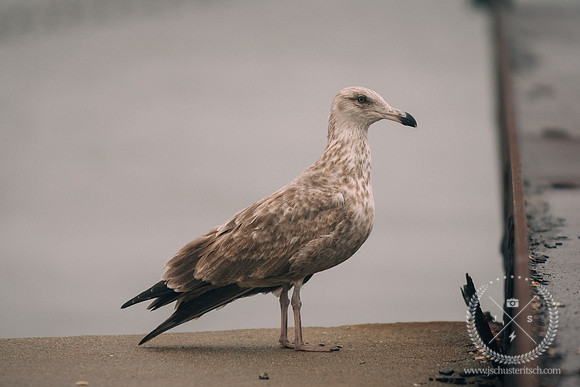 Winter Gull