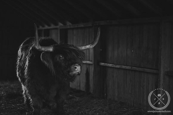 Bull in the Barn