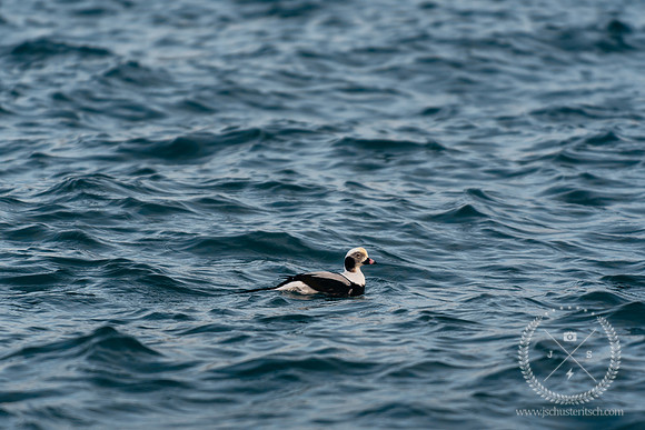 Long Tailed Duck