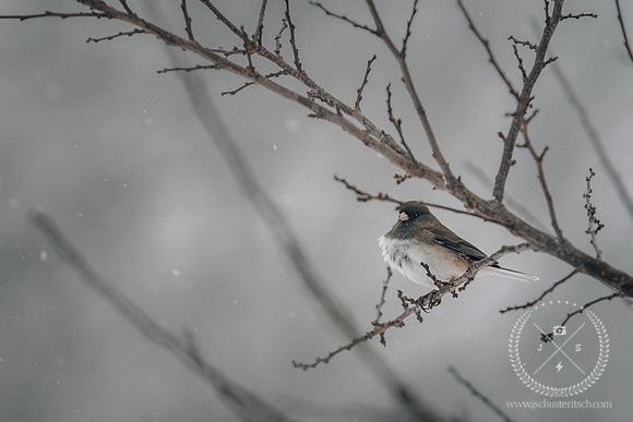 Dark Eyed Junco in Jonas