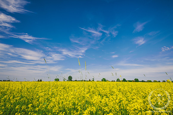Mustard Seed Field