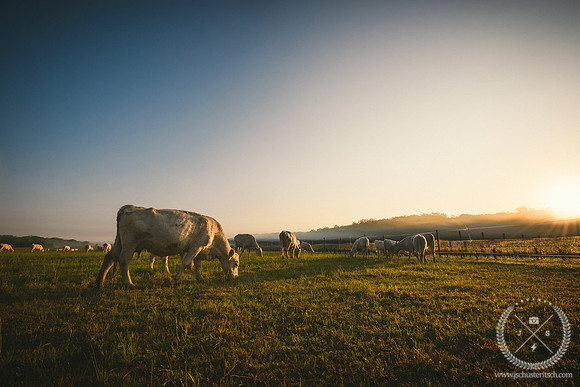 McCall Charolais Herd at Sunrise