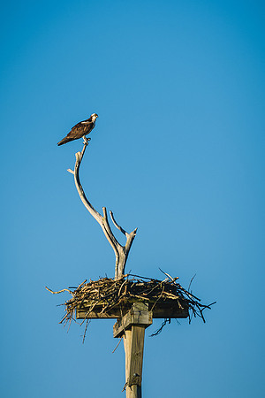 Perched Osprey