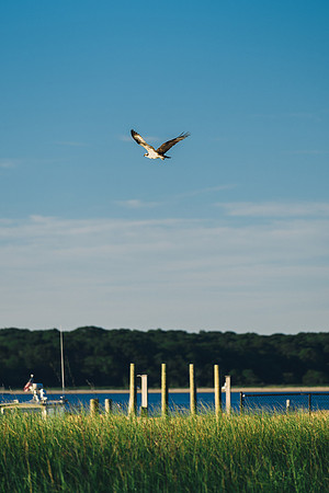 Osprey in Flight