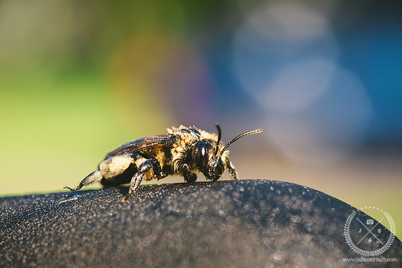 Honey Bee