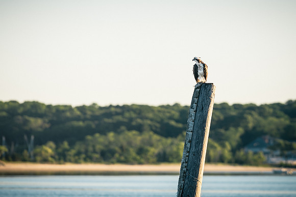 Osprey Drying Off