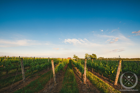 Vines in the Evening Light