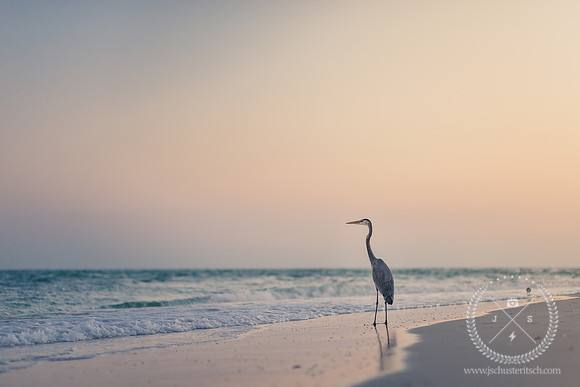 Great Blue Heron at Gasparilla Island