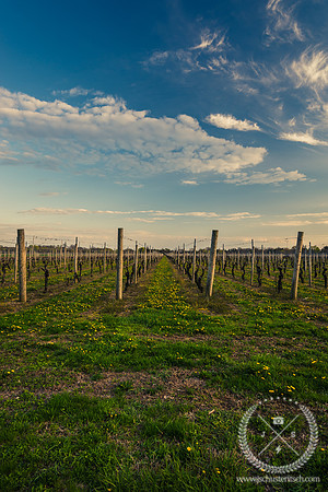 Vineyard in the Spring