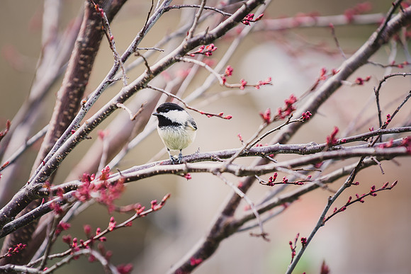 black capped chickadee