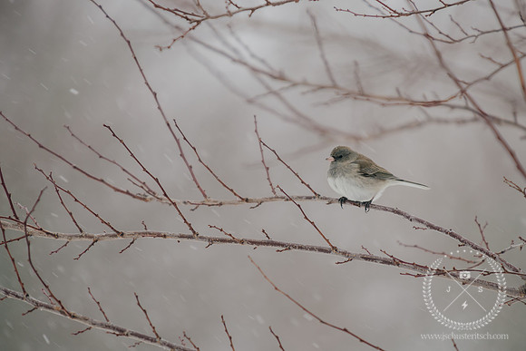 Dark Eyed Junco in the Blizzard