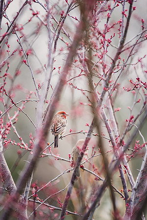 Backyard House Finch