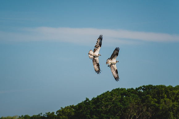 Osprey with a fresh catch