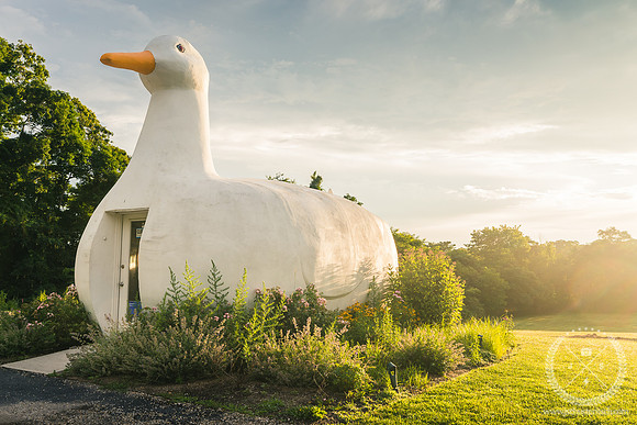 The Big Duck